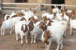 赤峰牛犢收售地址電話查詢號碼