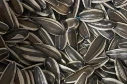 赤峰收售葵花籽電話號碼