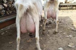 赤峰賣奶山羊電話號碼多少