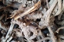 赤峰赤芍養(yǎng)殖基地電話號碼