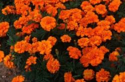 赤峰孔雀草小苗商家電話