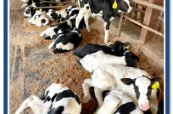 赤峰市奶牛場電話號碼