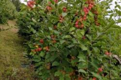 赤峰賣(mài)平安果樹(shù)的地方電話(huà)號(hào)碼