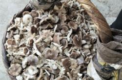 赤峰屠宰場(chǎng)出售電話(huà)地址查詢(xún)