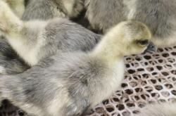 赤峰美洲雁苗基地電話號(hào)碼