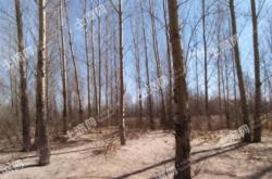 內(nèi)蒙古赤峰收購楊樹電話號碼