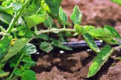 赤峰滴灌帶銷售商電話號碼