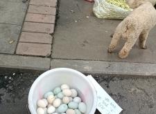 赤峰賣土雞蛋的地方電話號碼