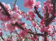 赤峰市巴林左旗電話區(qū)號