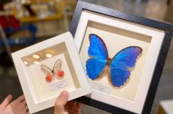 赤峰萬達(dá)昆蟲店電話號(hào)碼