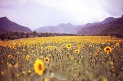 赤峰賣棉花糖電話地址在哪里