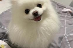 赤峰狗場(chǎng)聯(lián)系電話