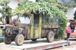 赤峰青儲玉米回收電話地址查詢