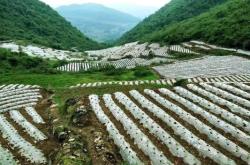 赤峰租種菜小棚電話多少號(hào)