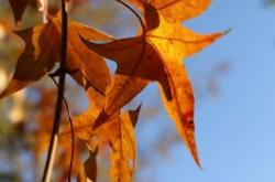 內(nèi)蒙古赤峰金碧物業(yè)電話號碼