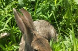 赤峰天義養(yǎng)兔場(chǎng)電話(huà)號(hào)碼查詢(xún)