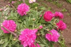 赤峰寧城縣保潔公司電話號碼