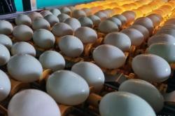 赤峰蛋鴨養(yǎng)殖場電話號(hào)碼