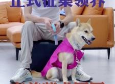 赤峰柴犬領養(yǎng)中心電話號碼