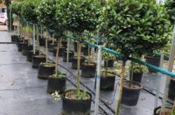 赤峰綠源苗木基地電話號(hào)碼