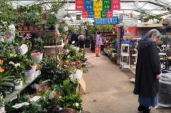 赤峰綠植批發(fā)市場