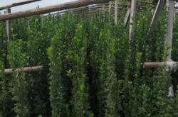 赤峰北海道黃楊批發(fā)電話地址