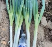 赤峰鋼蔥種植基地電話號碼