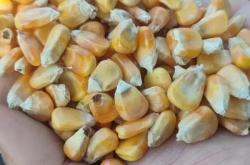 赤峰玉米面包廠家電話號碼