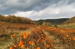 赤峰美林谷滑雪場門票團購
