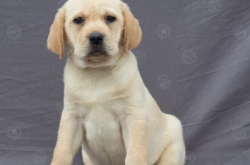 赤峰狗動物批發(fā)市場電話號碼