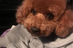 赤峰黑心寵物店地址電話號碼