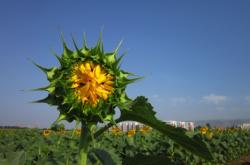 赤峰紅廟子棗園電話多少號