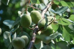 赤峰市青杏收購電話號(hào)碼