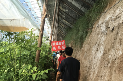 赤峰4個番茄基地電話號碼