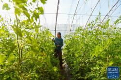 內(nèi)蒙古赤峰種植戶電話號碼