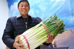 赤峰老楊大蔥批發(fā)電話是多少號(hào)