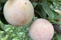 赤峰果樹回收電話號(hào)碼查詢網(wǎng)