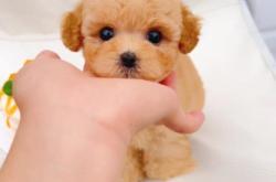 赤峰泰迪寵物出售電話地址查詢