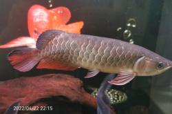 赤峰龍魚(yú)直播售魚(yú)電話號(hào)碼