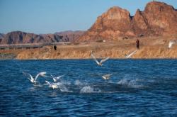 赤峰平莊白天鵝寫真電話號碼