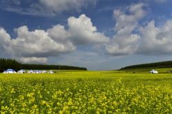 內(nèi)蒙赤峰松子種植基地電話號碼