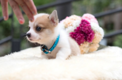 赤峰柯基俱樂部電話多少號