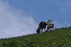 赤峰市寵物收留中心電話號碼