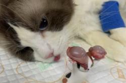 赤峰奈斯寵物醫(yī)院電話號碼