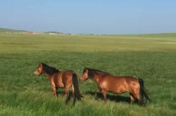 赤峰乃林熟食店電話號(hào)碼