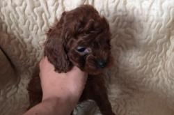 赤峰上門收狗電話號(hào)碼是多少