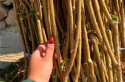 赤峰李子公司電話號碼查詢