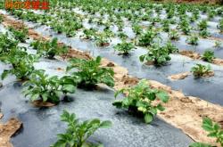 赤峰白色地膜廠家電話號碼