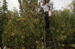 赤峰林西大板采摘園電話號碼