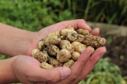 赤峰橋頭鎮(zhèn)花生廠電話號碼